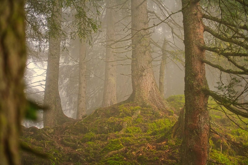 Mystical forest