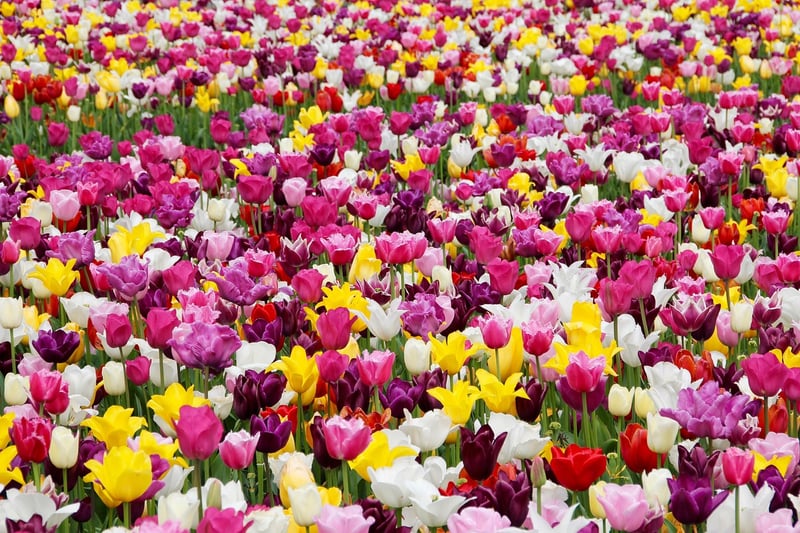 Tulip Fields, Holland
